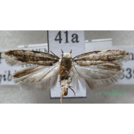 Psoricoptera gibbosella (Zeller, 1839) Czech41a